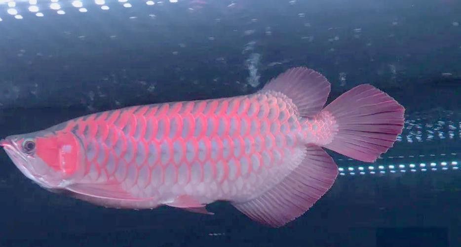 新加坡紅龍魚長大圖片高清版