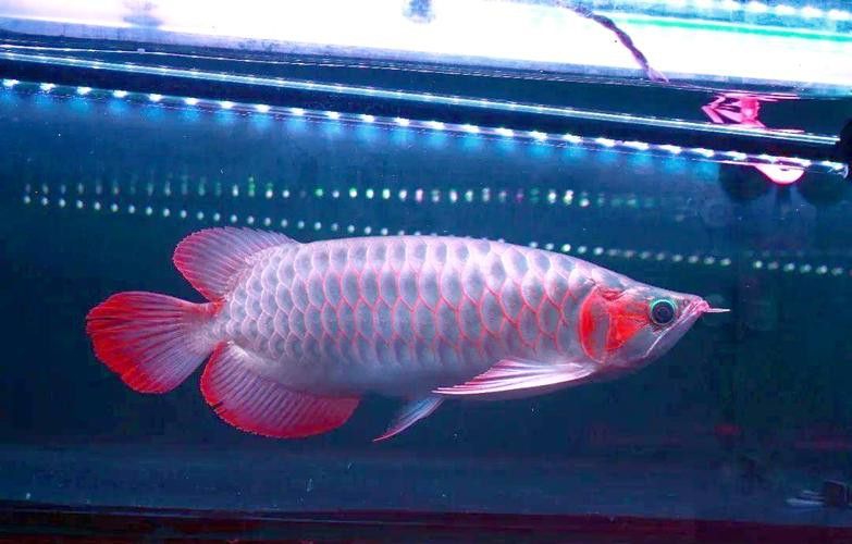 新加坡紅龍魚長大圖片高清版