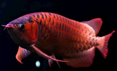 龍魚鑒賞標準：龍魚的鑒賞標準