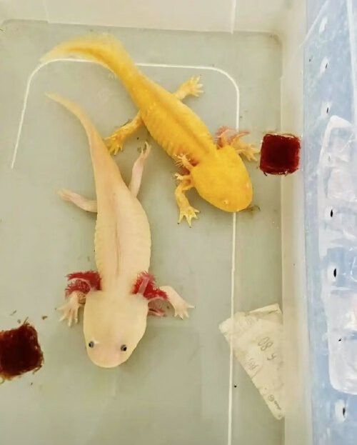 肺魚恐龍魚混養