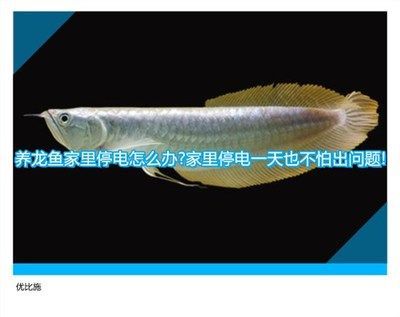 龍魚多長時間換水：關于龍魚的換水周期