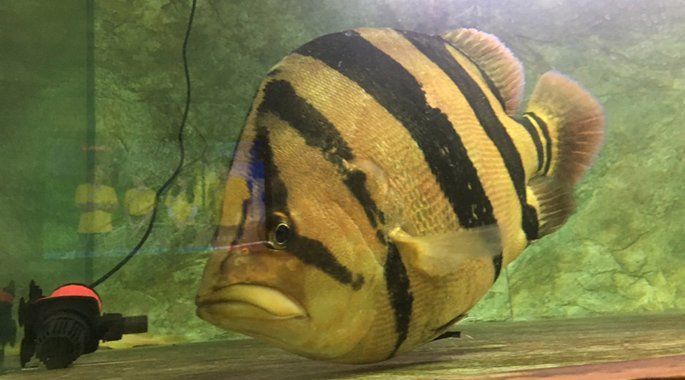 龍魚(yú)論壇官網(wǎng)