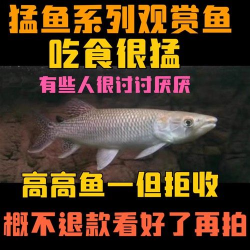 火箭魚可以和龍魚混養嗎圖片
