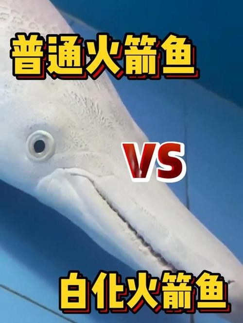 火箭魚可以和龍魚混養嗎圖片