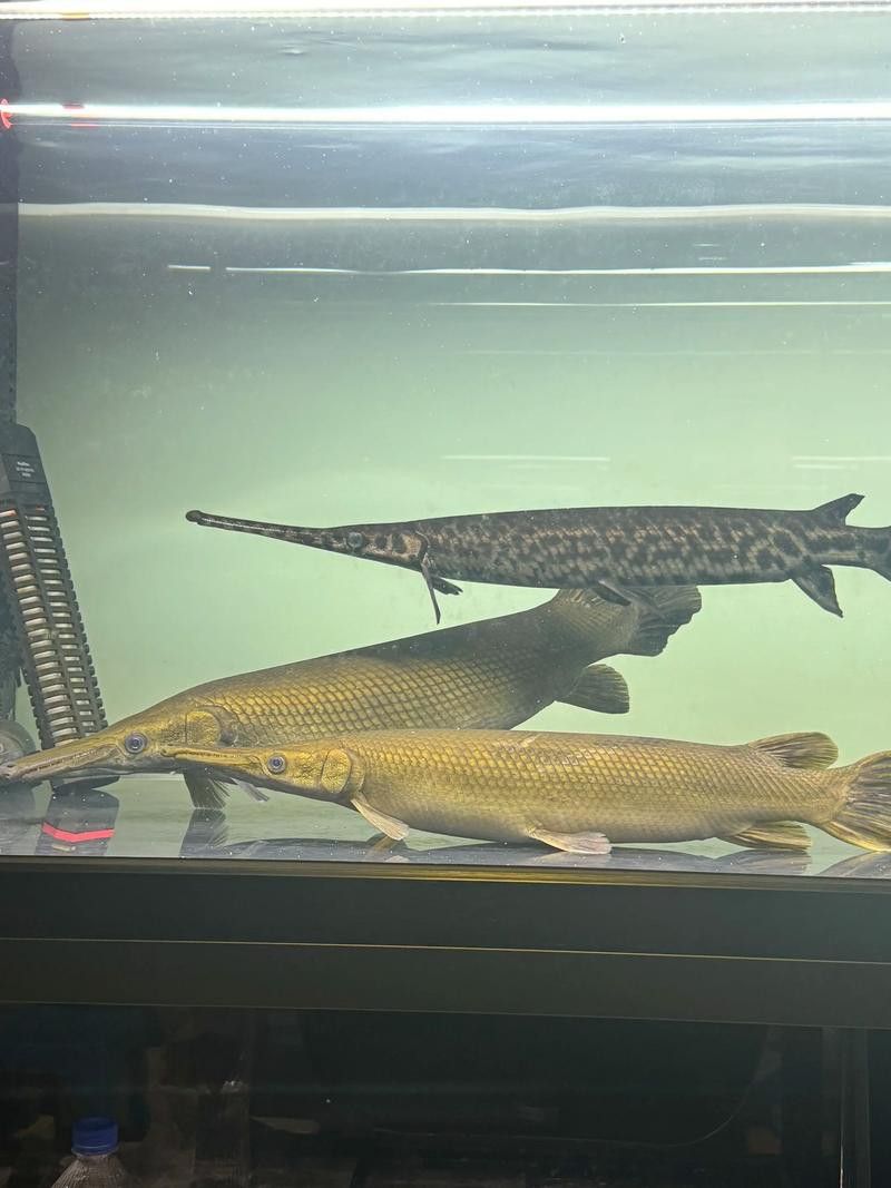 火箭魚可以和龍魚混養嗎圖片