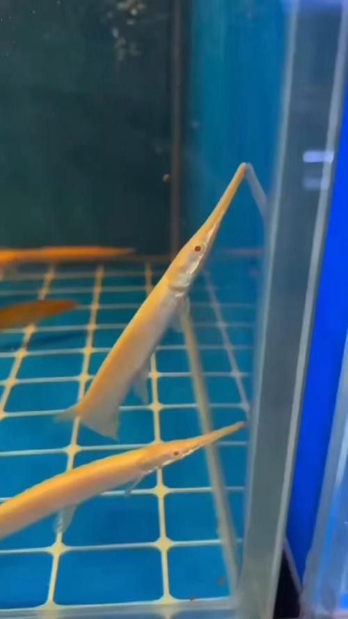 火箭魚可以和龍魚混養嗎圖片