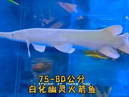 火箭魚可以和龍魚混養嗎圖片