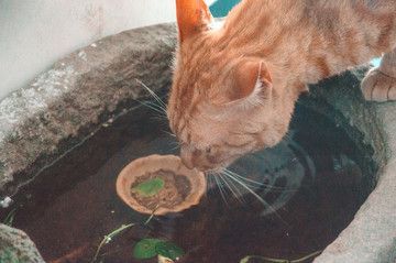 幼魚階段黃金貓魚飼料選擇：黃金貓魚幼魚飼料品牌推薦