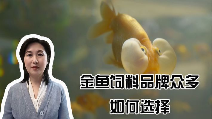 幼魚階段黃金貓魚飼料選擇：黃金貓魚幼魚飼料品牌推薦