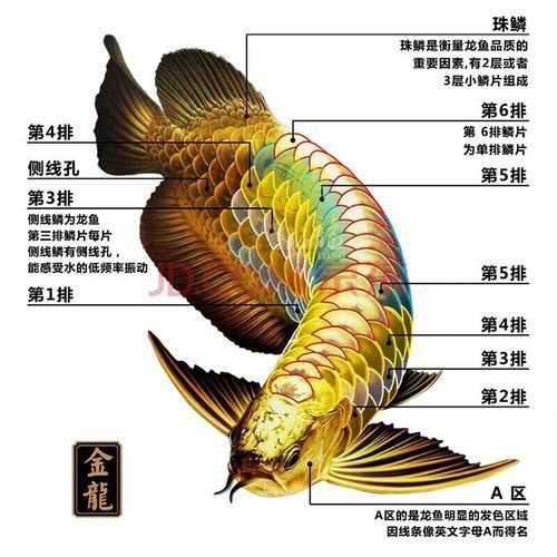 藍背金龍魚多少錢一只圖片欣賞