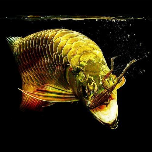 藍背金龍魚多少錢一只圖片欣賞