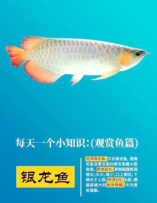 銀龍魚和金龍魚是一個品種嗎圖片