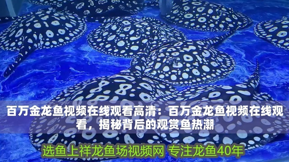 百萬金龍魚視頻在線觀看高清：百萬金龍魚視頻在線觀看，揭秘背后的觀賞魚熱潮