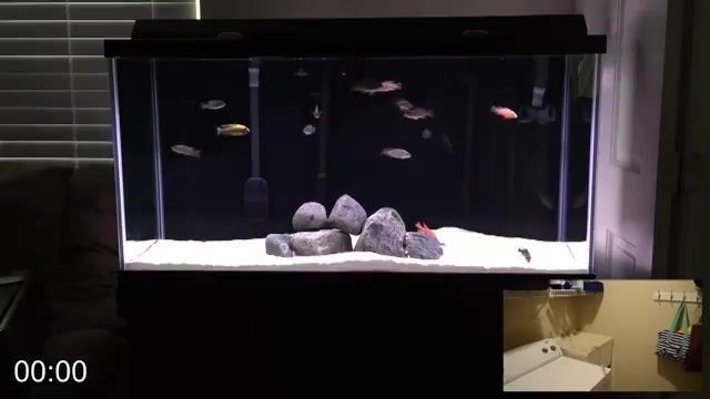 觀賞金龍魚什么價(jià)格（觀賞金龍魚什么價(jià)格好）