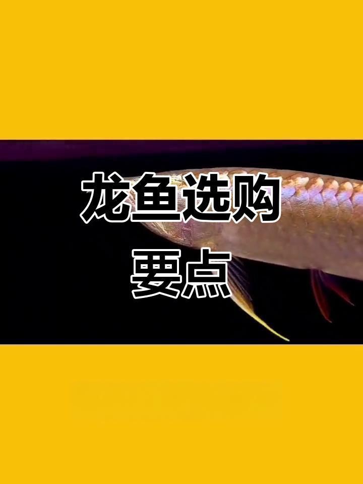 如何挑選高品質的大紅龍魚？