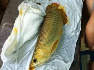 紅龍魚斷尾多長時間能長出來：紅龍魚斷尾后如何護理