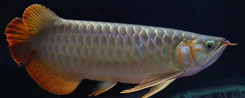 紅龍魚斷尾多長時間能長出來：紅龍魚斷尾后如何護理