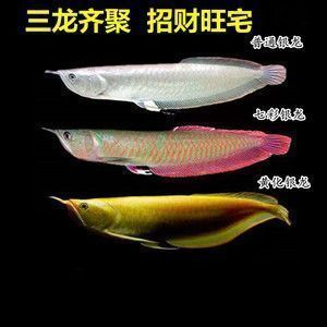 紅龍魚斷尾多長時間能長出來：紅龍魚斷尾后如何護理