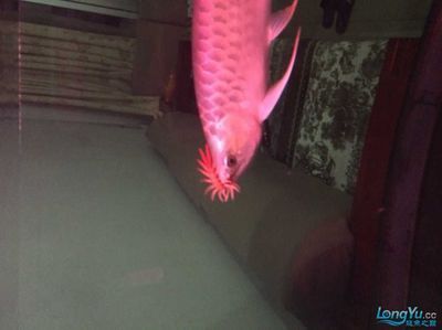 龍魚多大可以吃蜈蚣：關于龍魚吃蜈蚣的一些詳細信息