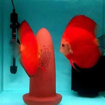 龍魚用什么燈好看又好養：龍魚燈光照射的最佳時間，如何選擇適合龍魚的燈具品牌