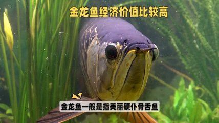 金元寶和金龍魚(yú) 龍魚(yú)百科 第15張 金元寶和金龍魚(yú) 金元寶和金龍魚(yú) 龍魚(yú)百科 第15張