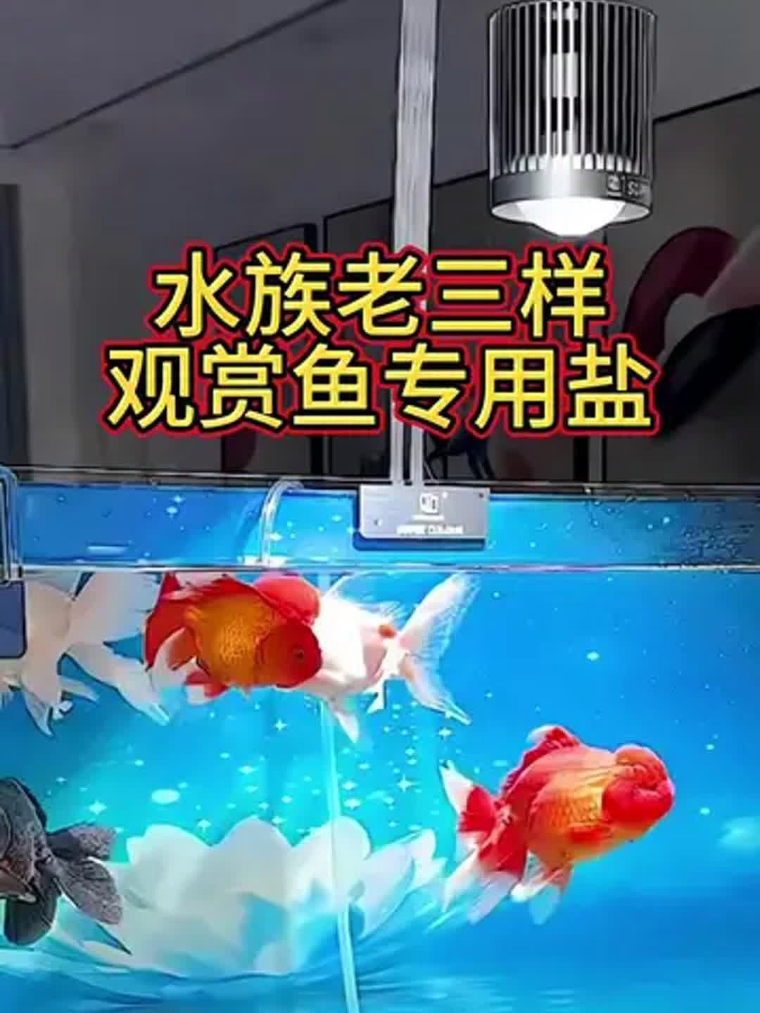 馬印水族魚缸鹽魚鹽觀賞魚專用