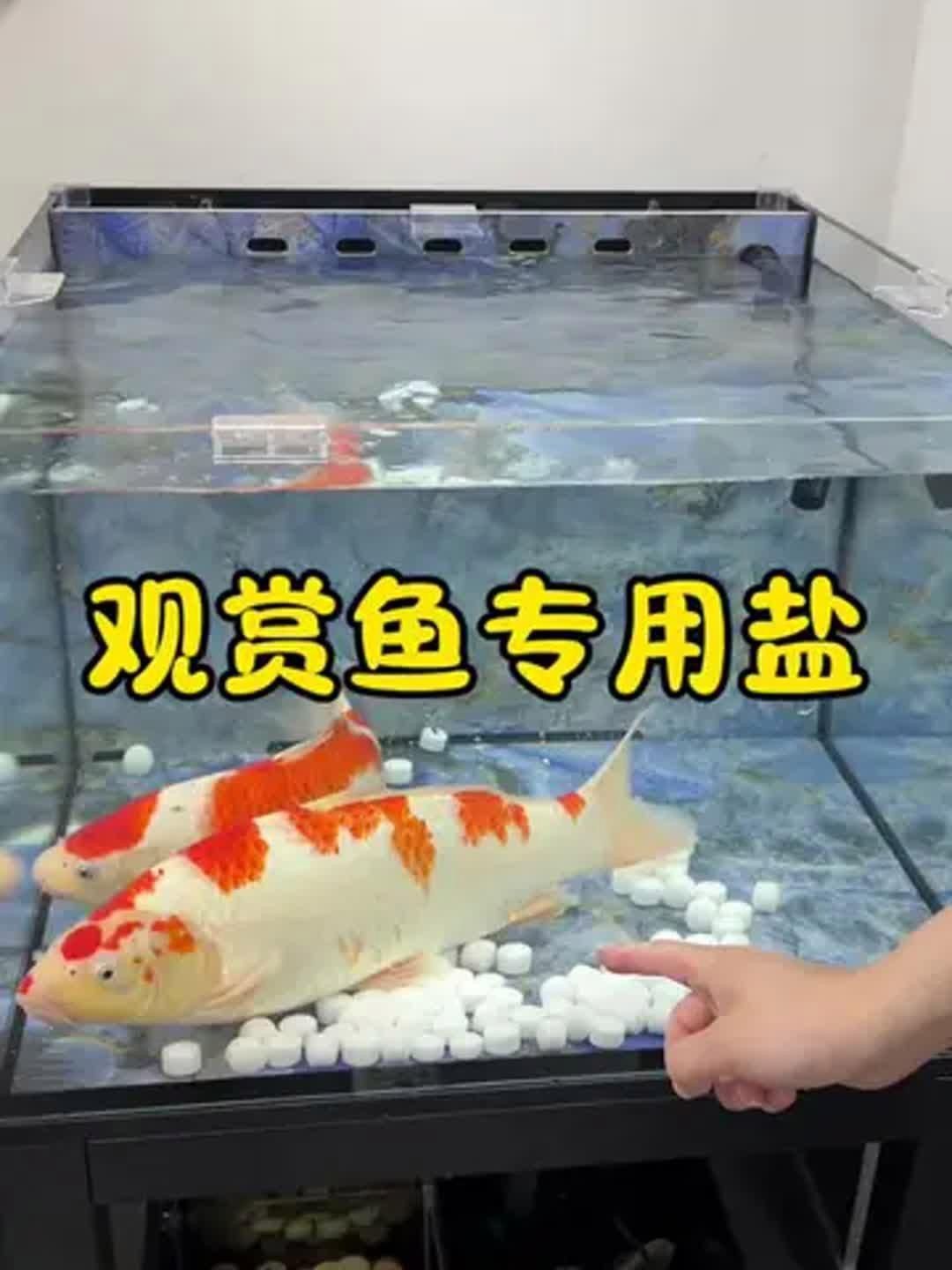 馬印水族魚缸鹽魚鹽觀賞魚專用