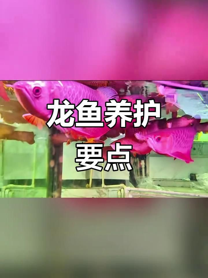 龍魚與其他風水魚有何不同