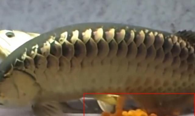 超大金龍魚兩條一起養能繁殖嗎（兩條金龍魚能一起養嗎）