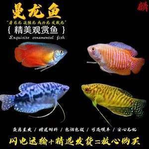 紅龍魚需要打氧嗎（養紅龍魚需要的氧氣供應對于紅龍魚的健康和生長和良好狀態）