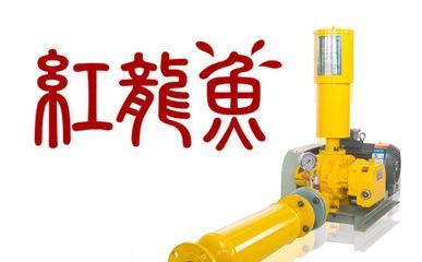 紅龍魚需要打氧嗎（養紅龍魚需要的氧氣供應對于紅龍魚的健康和生長和良好狀態）
