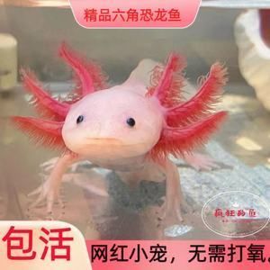 紅龍魚需要打氧嗎（養紅龍魚需要的氧氣供應對于紅龍魚的健康和生長和良好狀態）