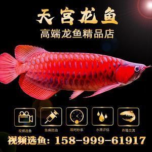 紅龍魚需要打氧嗎（養紅龍魚需要的氧氣供應對于紅龍魚的健康和生長和良好狀態）
