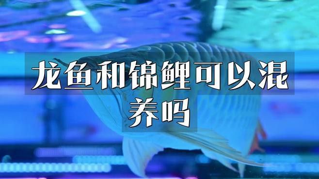 紅龍魚和錦鯉魚能混養(yǎng)嗎