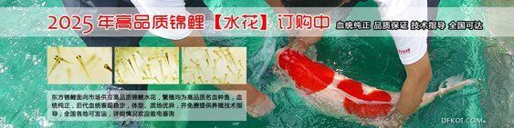 錦鯉信息網官網登錄 龍魚百科 第2張 錦鯉信息網官網登錄 錦鯉信息網官網登錄 龍魚百科 第2張