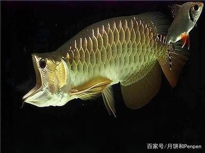 龍魚(yú)藥什么牌子的好用又便宜：龍魚(yú)藥水價(jià)格對(duì)比表如何選擇龍魚(yú)藥水價(jià)格對(duì)比表