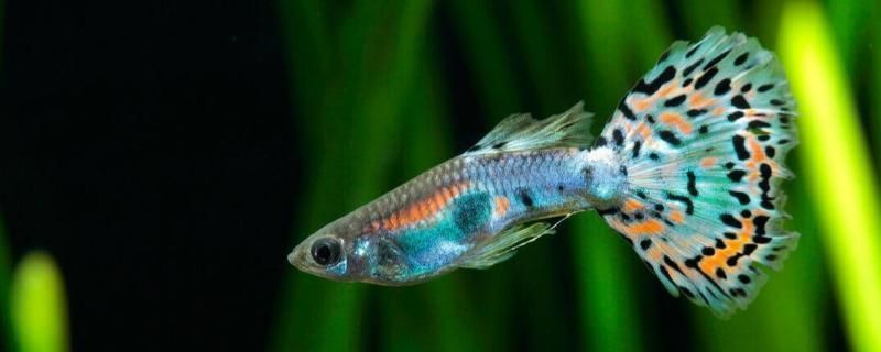 龍魚魚頭朝下是怎么回事，龍魚魚頭朝下的原因