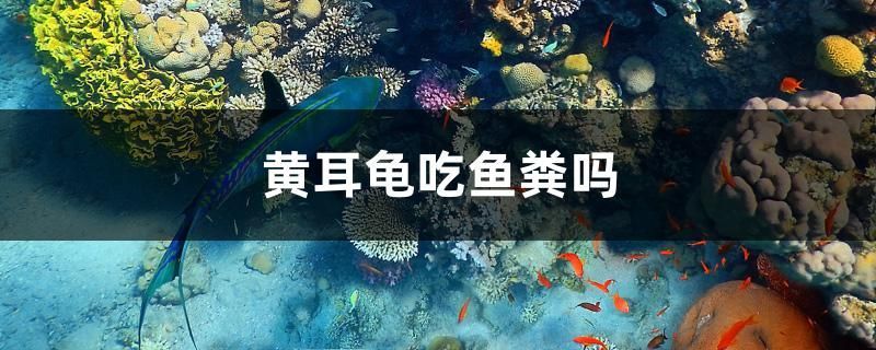 黃耳龜吃魚糞嗎