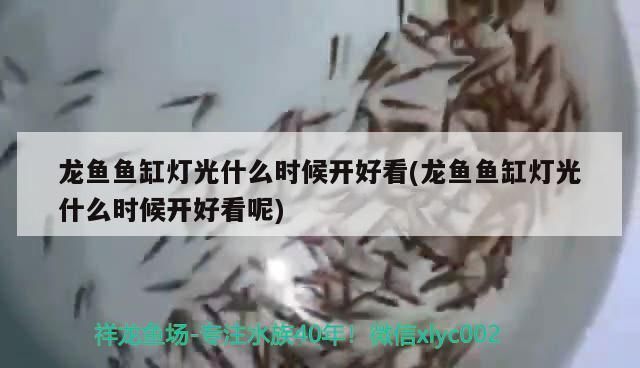 龍魚魚缸燈光什么時候開好看：龍魚魚缸光照周期設置,龍魚夜間照明注意事項