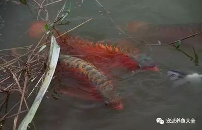 龍魚養四條的好壞之前需要了解一些關于龍魚飼養的基本知識：養四條龍魚是吉利的選擇嗎？