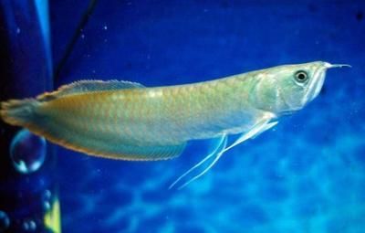 銀龍魚廣東省能繁殖嗎（銀龍魚在廣東省有可能成功繁殖嗎？）