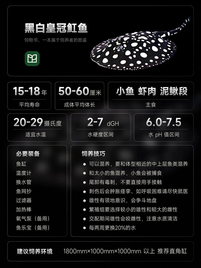 魟魚可以和銀龍魚混養嗎圖片欣賞