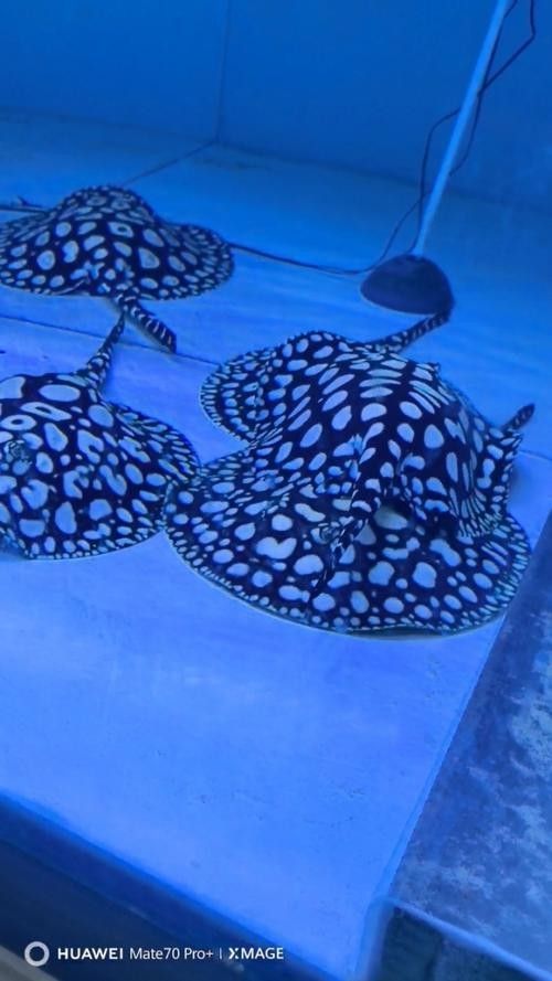 魟魚可以和銀龍魚混養嗎圖片欣賞