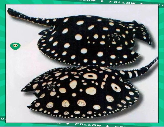 魟魚可以和銀龍魚混養嗎圖片欣賞