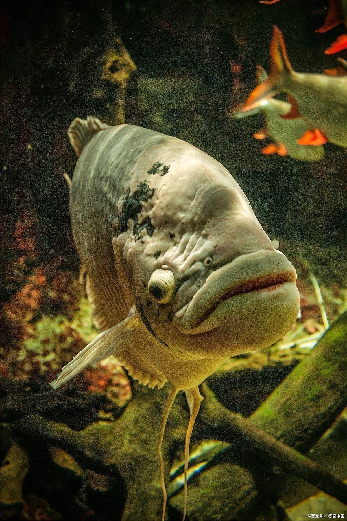 恐龍魚為什么會死