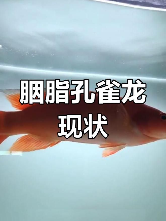 鱧科胭脂孔雀龍 鱧科胭脂孔雀龍 龍魚百科 第1張
