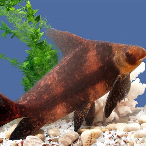 鱧科胭脂孔雀龍 鱧科胭脂孔雀龍 龍魚百科 第6張