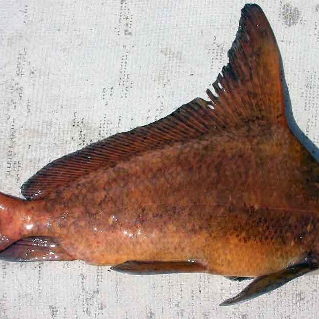 鱧科胭脂孔雀龍 鱧科胭脂孔雀龍 龍魚百科 第5張