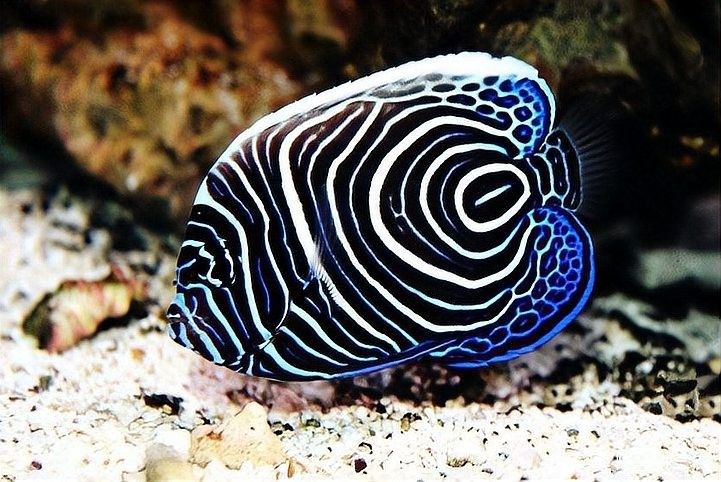 龍魚身上有白膜怎么辦