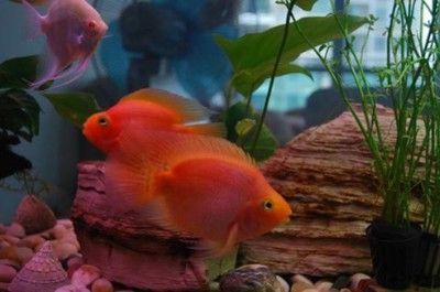 紅龍魚顏色變淺了怎么辦：紅龍魚的顏色變淺了怎么辦